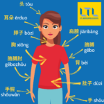 Các bộ phận cơ thể trong tiếng Trung - Từ đầu đến chân Thumbnail